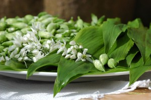 Bärlauchblüten Bärlauchblüten